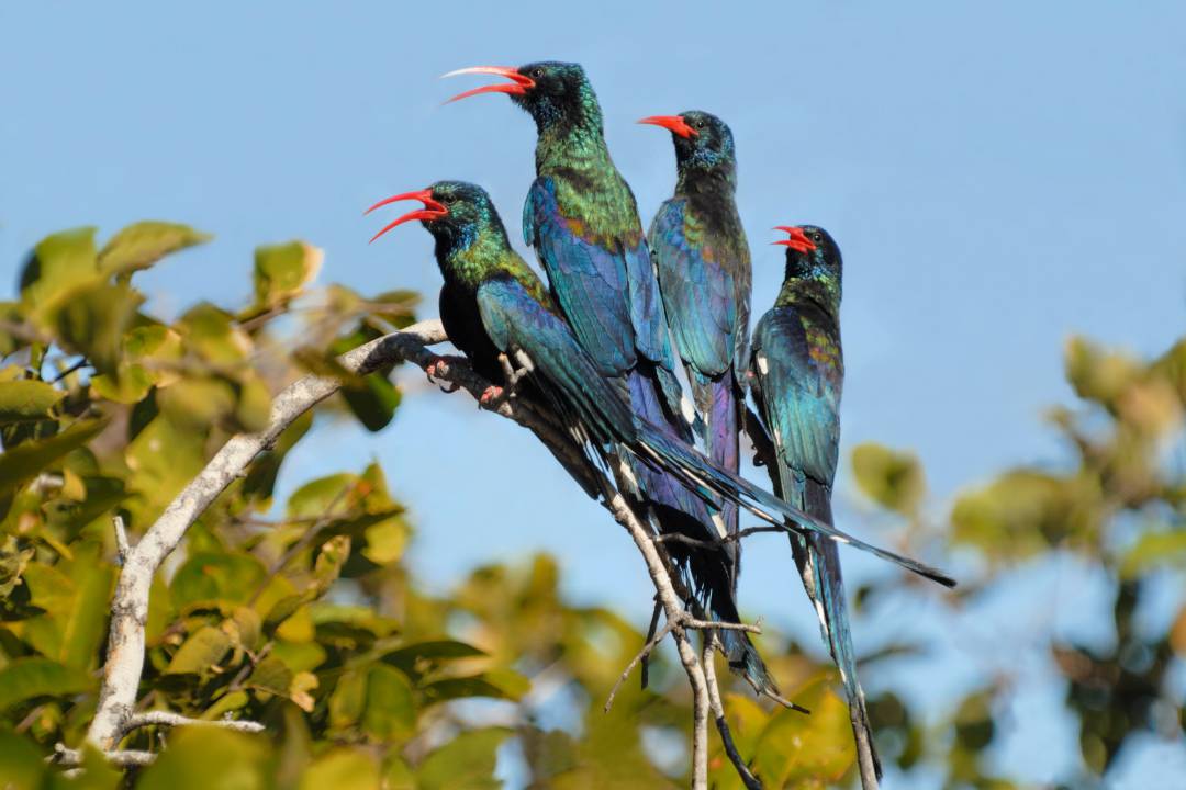 Kokkarebelluru Pelican Sanctuary
